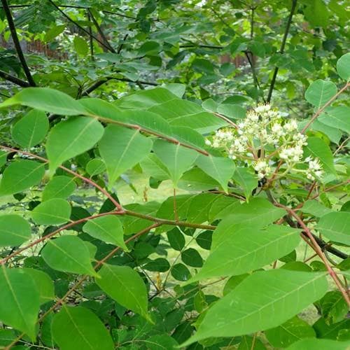 Tetradium daniellii - Future Forests