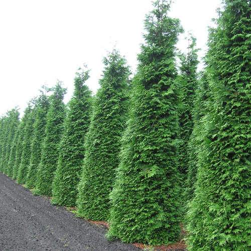 Thuja plicata Martin - Western Red Cedar