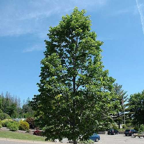 Tilia americana American Sentry - Future Forests