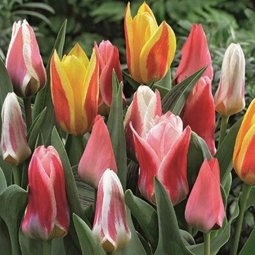 Tulip Mixed Dwarf Varieties - Future Forests