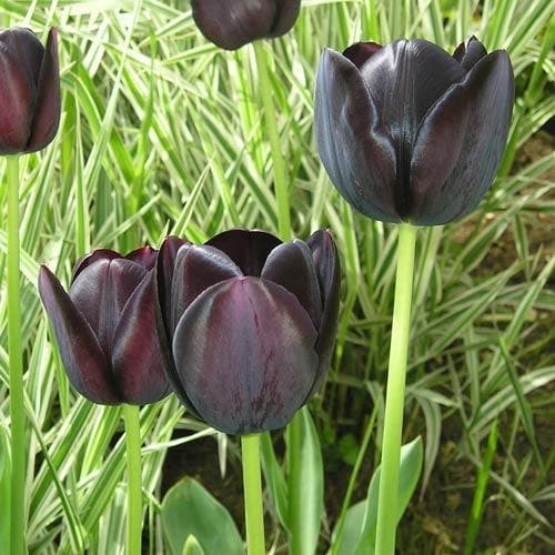 Tulipa 'Queen of Night' - Future Forests