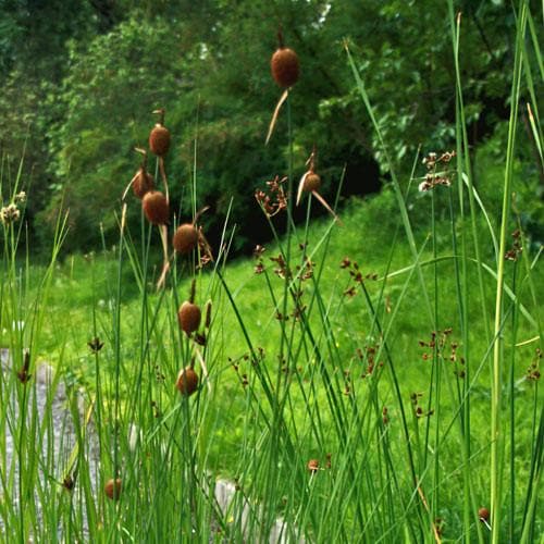 Typha minima - Future Forests