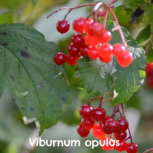 Wildlife Fruiting Hedge Mix - Future Forests