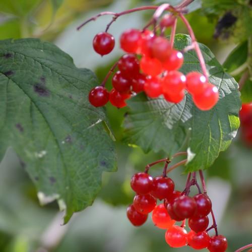 Viburnum opulus - Guelder Rose - Future Forests