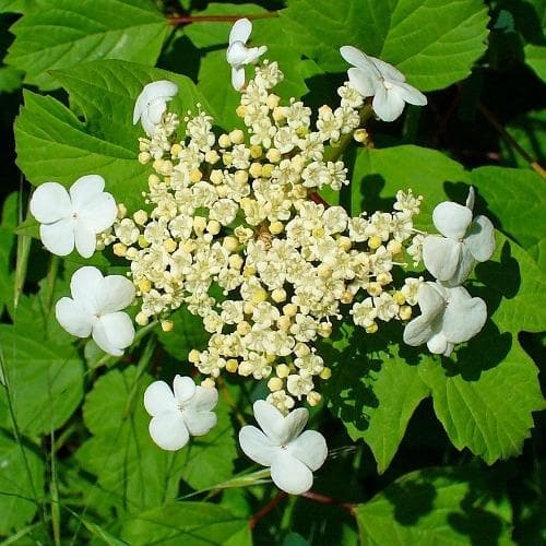 Viburnum opulus - Guelder Rose