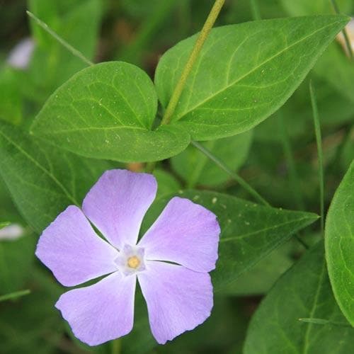 Vinca major - Future Forests