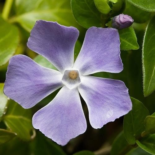 Vinca major - Future Forests