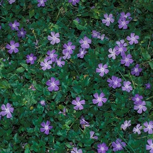 Vinca major - Future Forests
