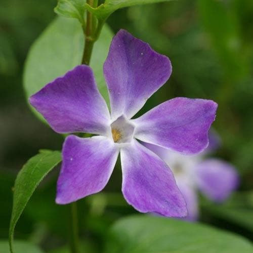 Vinca major - Future Forests