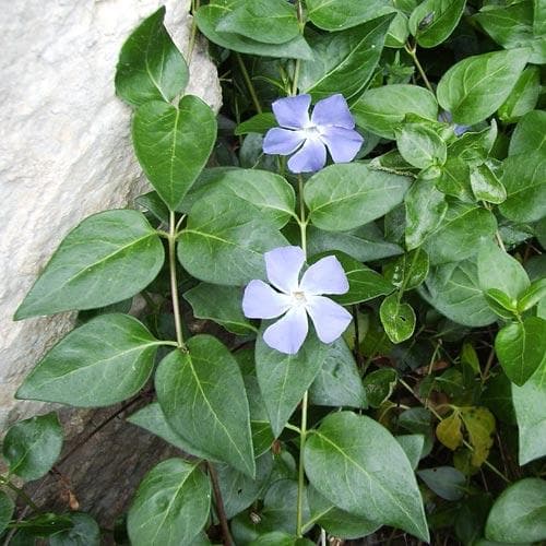 Vinca major - Future Forests