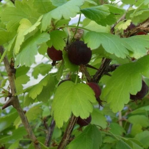 Worcesterberry - Future Forests