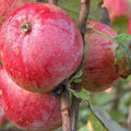 Apple Yarlington Mill - Future Forests