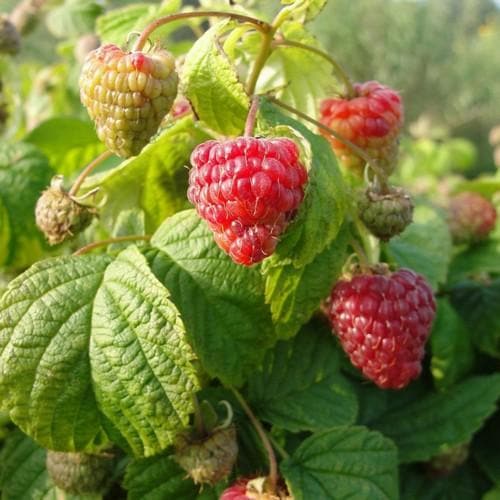 Raspberry BonBonBerry Yummy®
