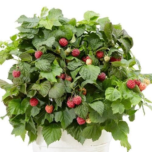 Raspberry BonBonBerry Yummy®