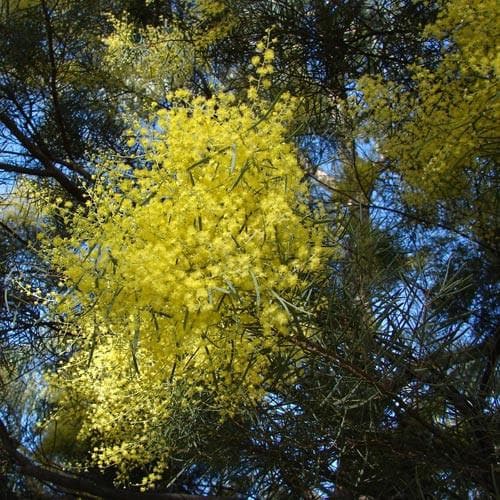 Acacia boormanii - Future Forests