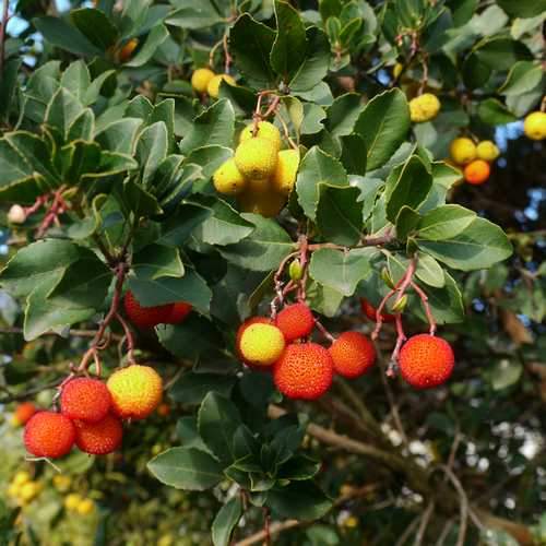 Arbutus unedo Rubra - Future Forests