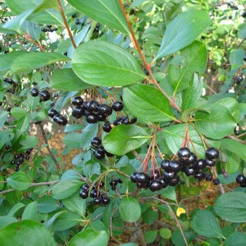Aronia melanocarpa - Future Forests