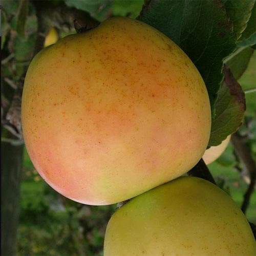Apple Arthur Turner - Future Forests