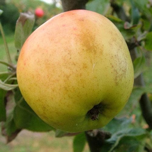 Apple Arthur Turner - Future Forests