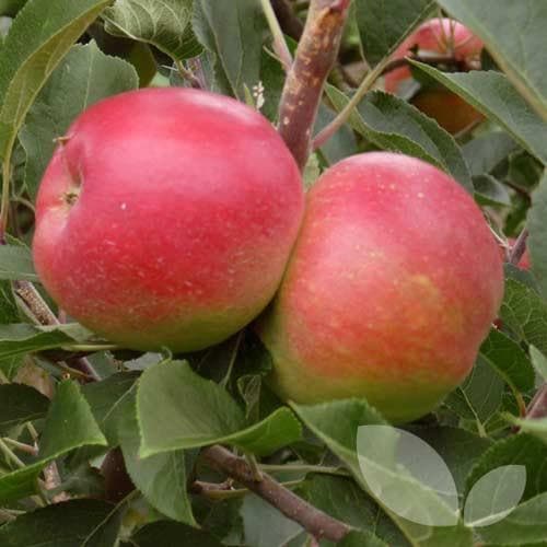 Apple Beauty of Bath - Future Forests