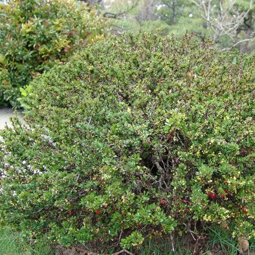 Berberis thunbergii - Future Forests