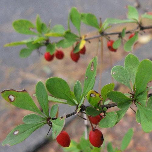 Berberis thunbergii - Future Forests