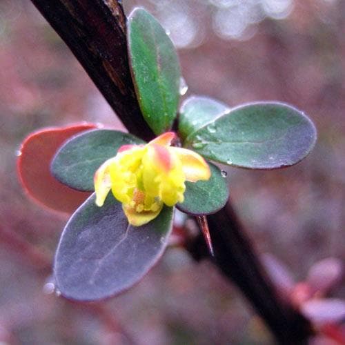 Berberis thunbergii - Future Forests