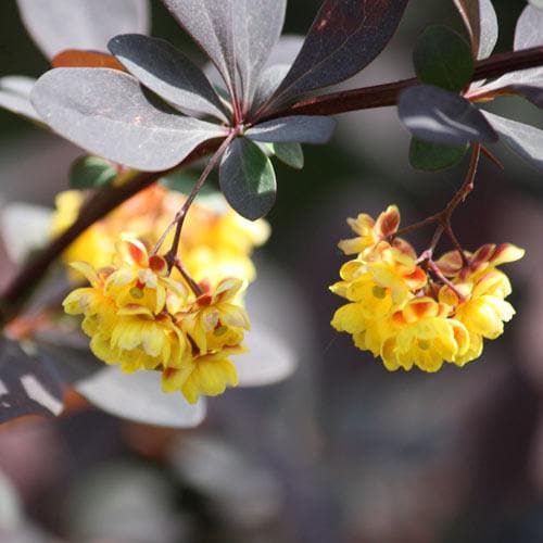 Berberis thungbergii atropurpurea - Future Forests