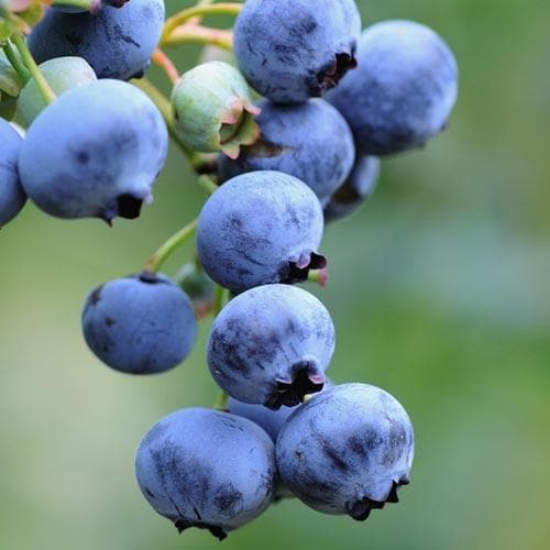 Blueberry Goldtraube - Future Forests