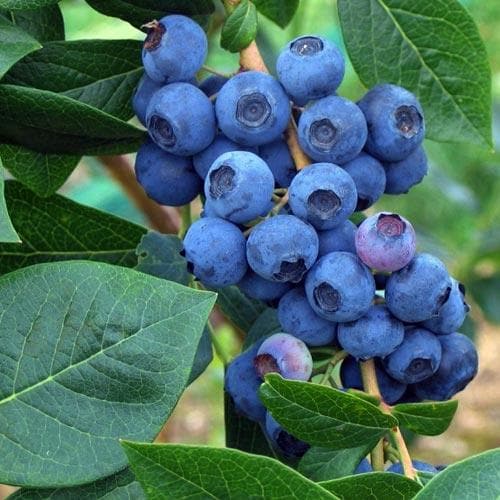 Blueberry Patriot - Future Forests