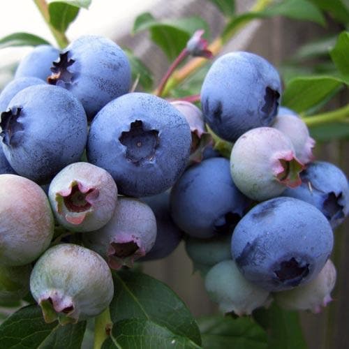 Blueberry Patriot - Future Forests