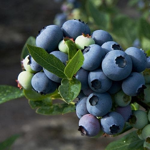 Blueberry Patriot - Future Forests