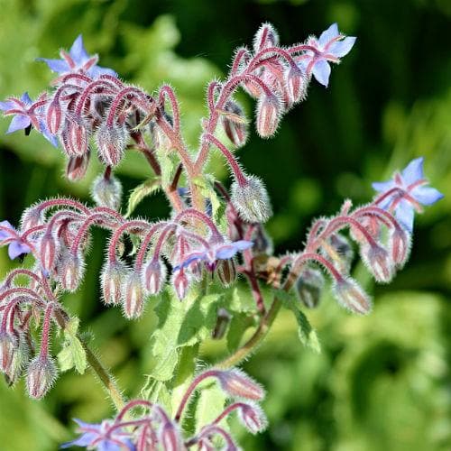 Borage - Future Forests