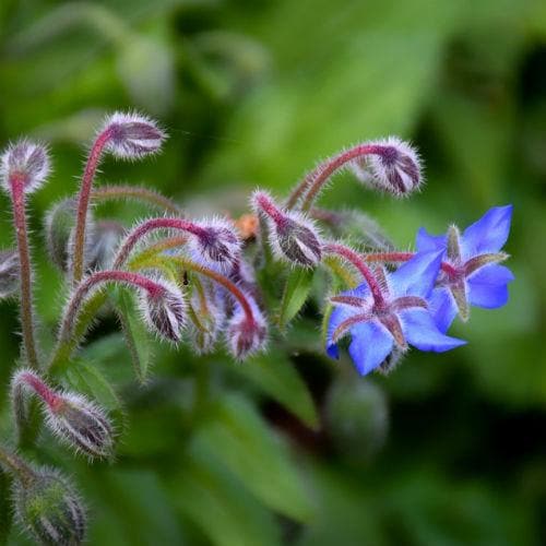 Borage - Future Forests
