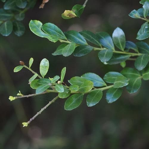 Ilex crenata Dark Green
