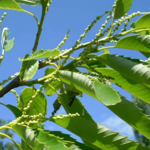 Castanea sativa Bouche de Bétizac - Sweet Chestnut - Future Forests