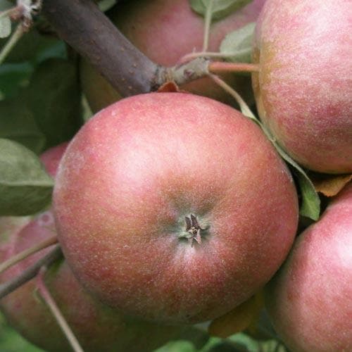 Apple Chisel Jersey - Future Forests