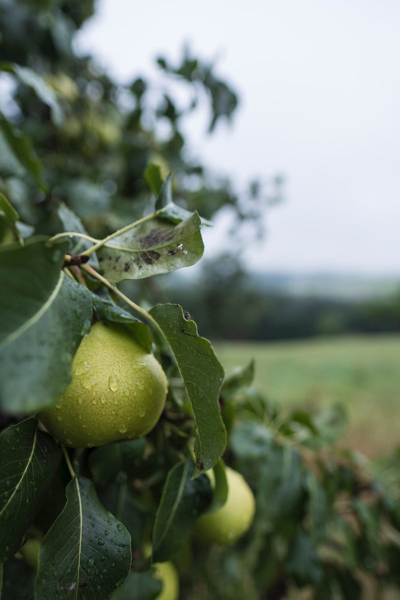 Pear Emile d'Heyst