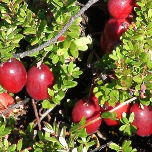 Cranberry Pilgrim - Future Forests