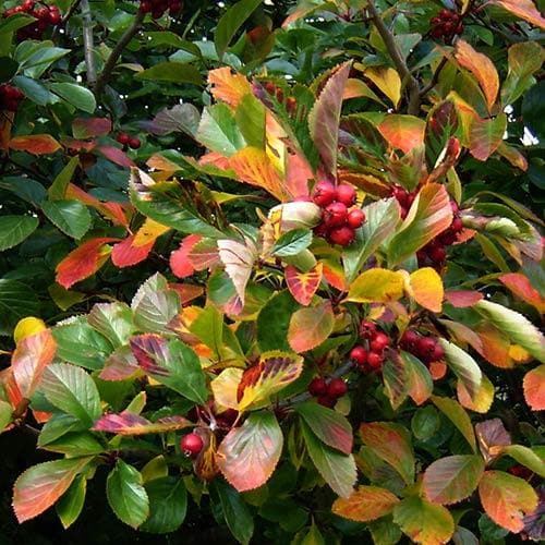 Seaside Hedge Mix