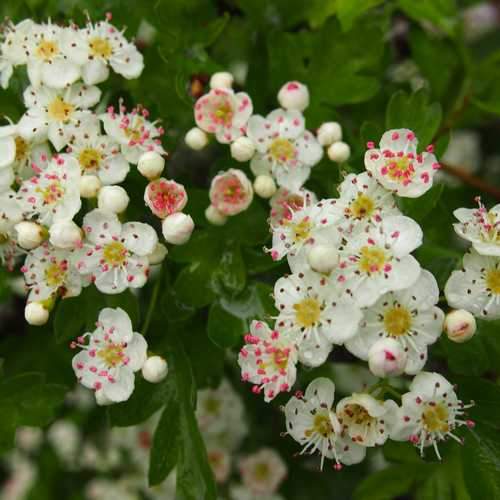 Crataegus monogyna - Future Forests