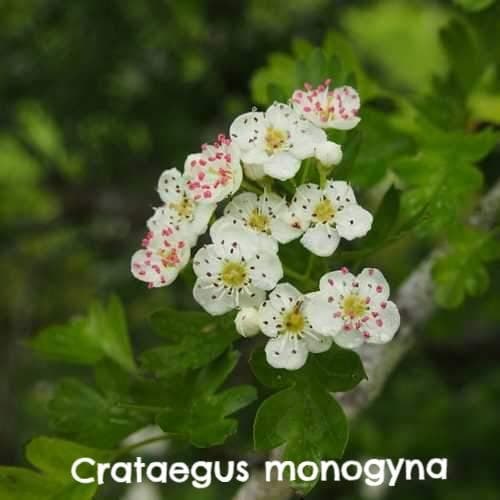 Wildlife Fruiting Hedge Mix - Future Forests