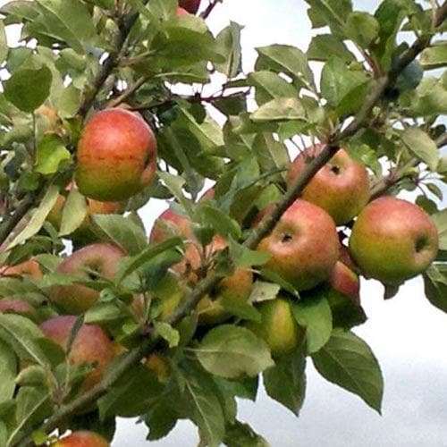 Apple Crawley Beauty - Future Forests