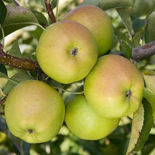 Apple Crispin - Future Forests