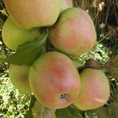 Apple Crispin - Future Forests