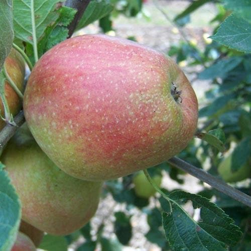 Apple Dick Davies - Future Forests