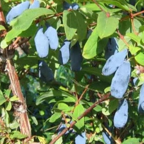 Honeyberry - Lonicera caerulea Duet