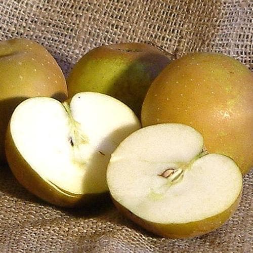 Apple Egremont Russet