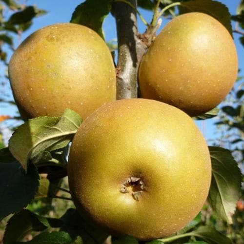 Apple Egremont Russet - Future Forests