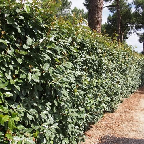 Elaeagnus x ebbingei - Future Forests